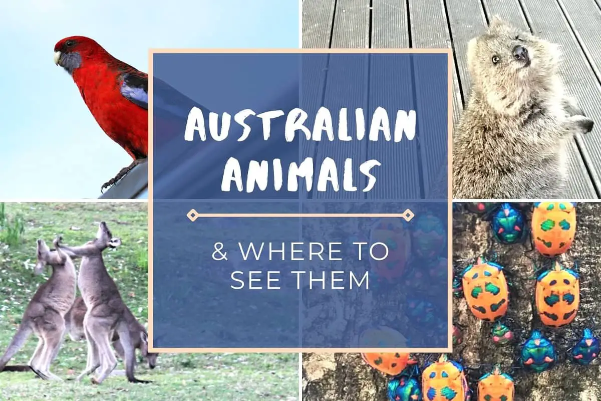 25 Amazing Native Australian Animals & Where to See Them!