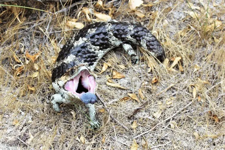 A blue-tongued lizard in defensive mode.