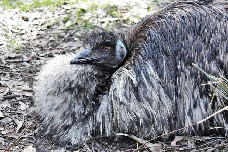 A native emu of Australia.