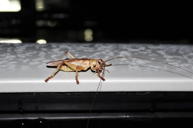 A giant grasshopper on a car roof - this is one of the most unusual Australian animals.
