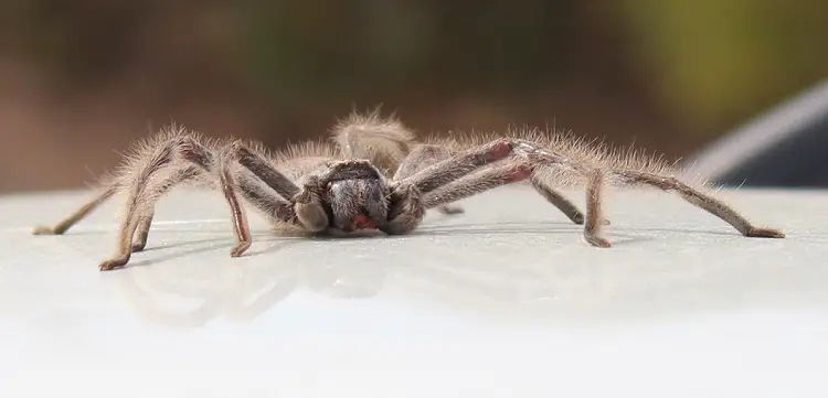 A hairy huntsman spider in South Australia. One of the scariest-looking native Australian animals.