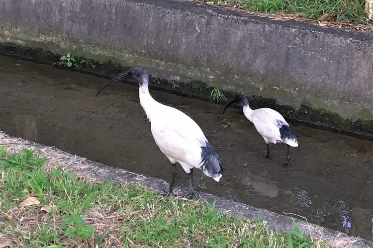 Two Ibis in Dee Why, Sydney.
