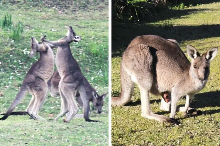 Kangaroos fighting in Tasmania and a mother kangaroo with very young joey in her pouch. Classic native Australian animals in the wild.
