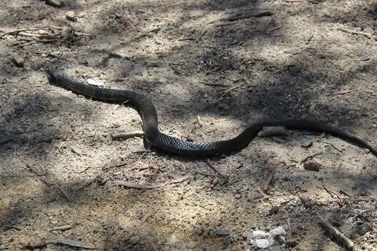 A dangerous tiger snake in the wild in Tasmania.