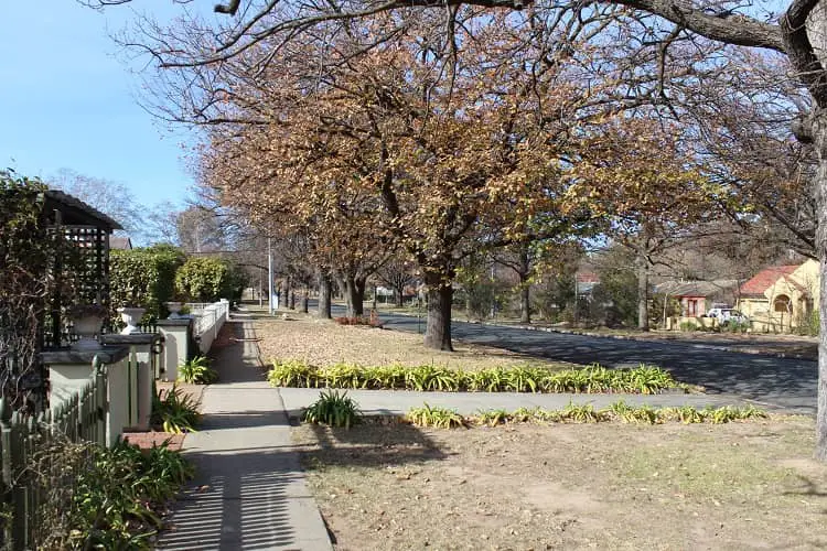 A residential street in Canberra, with bare trees in the winter.