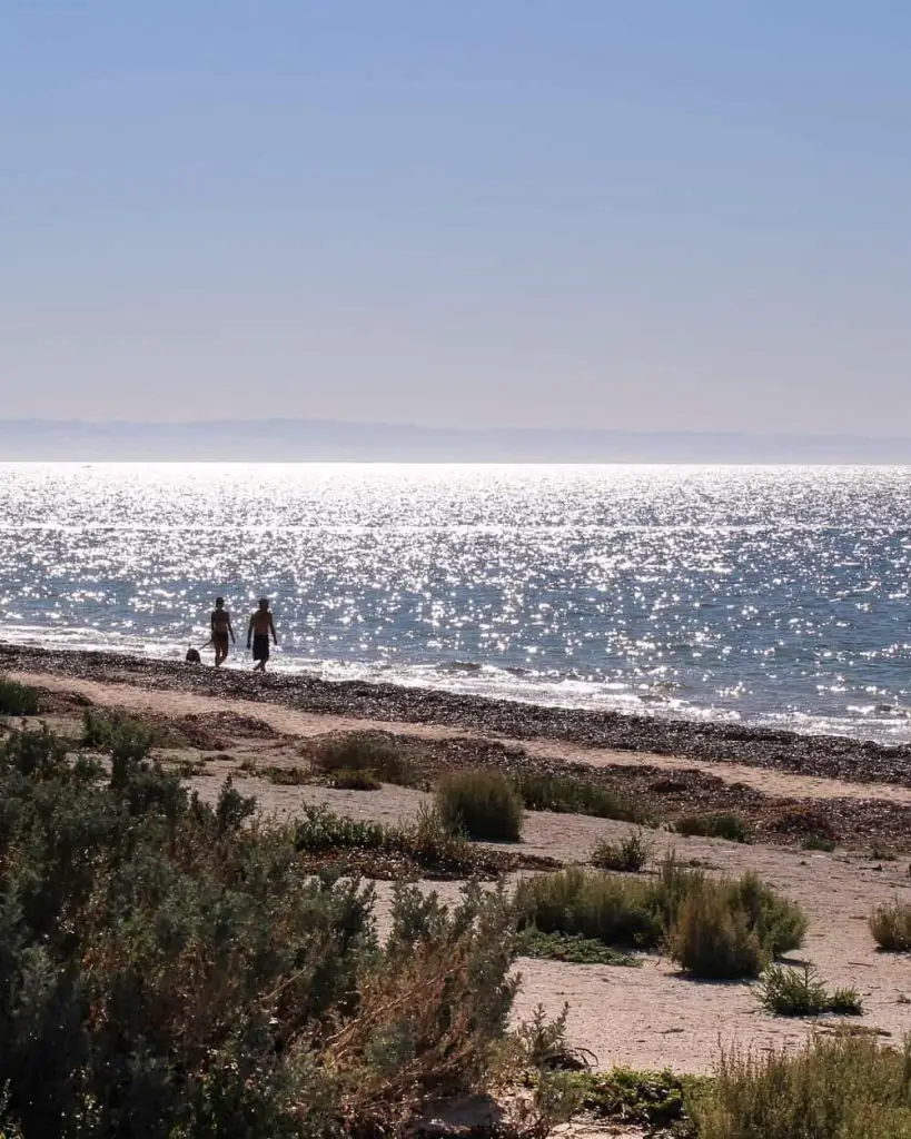 A couple walking a dog on Whyalla Beach on a sunny day.