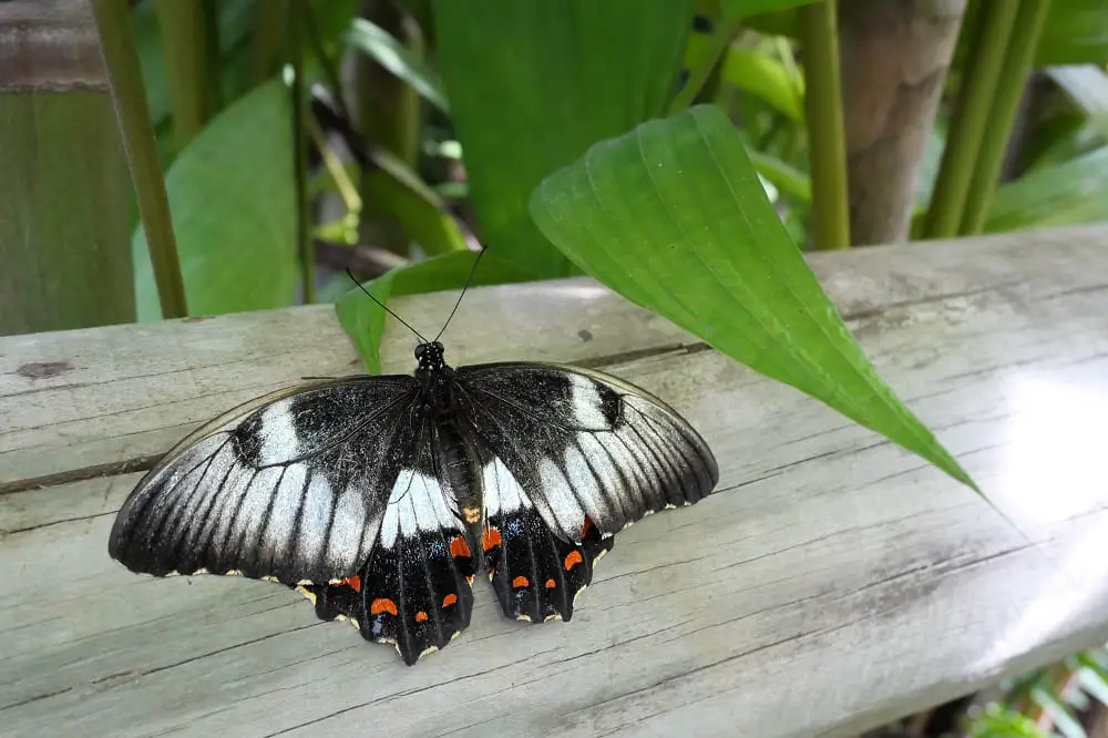Beautiful black and white butterfly with red spots in the Australian Butterfly Sanctuary, Kuranda, Queensland.