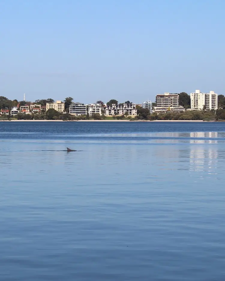 Blue skies and a dolphin in the swan River in Perth! A typical sunny summer's day.