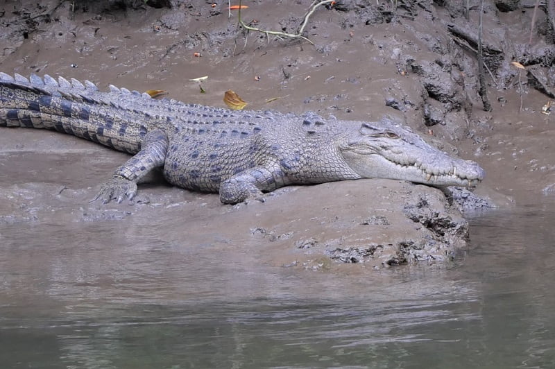 Australian saltwater crocodile.