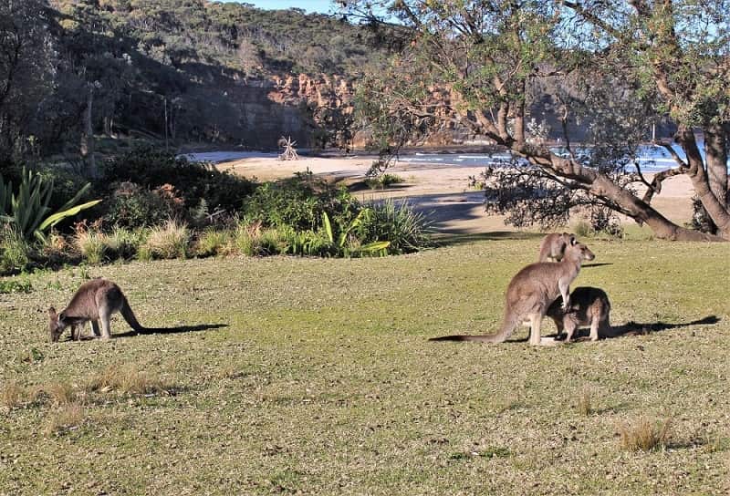 Kangaroos near Batemans Bay in Australia.